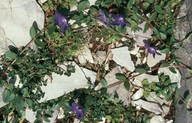 Vinca major