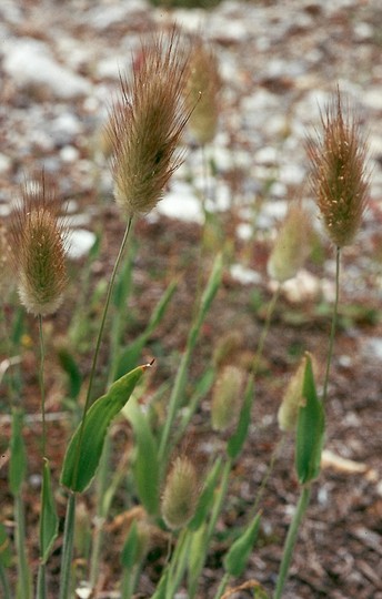 Lagurus ovatus