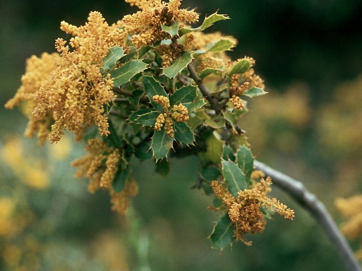 Quercus ilex