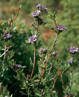 Globularia alypum