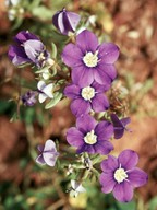 Legousia speculum-veneris