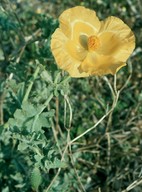 Glaucium flavum