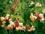 Lonicera implexa