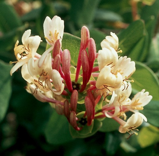 Lonicera implexa