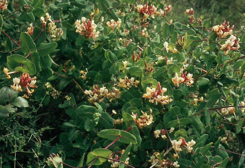 Lonicera implexa