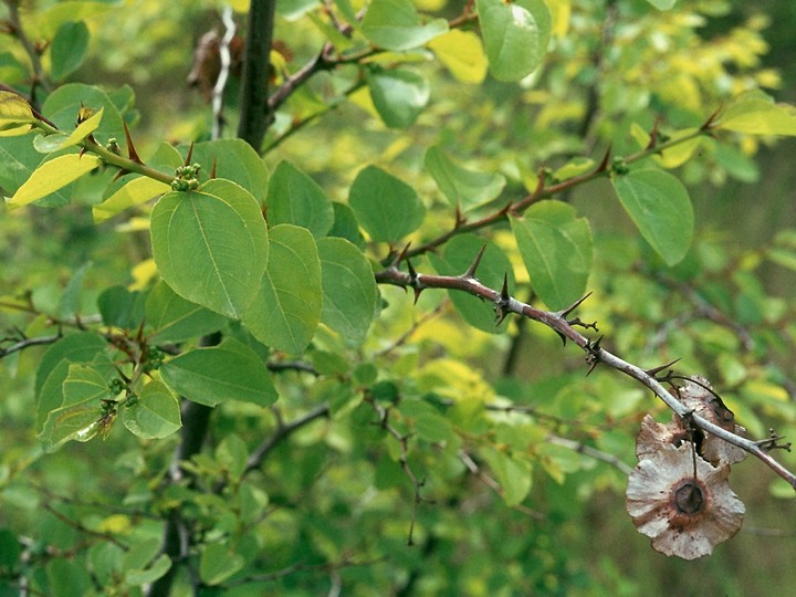 Paliurus spina-christi