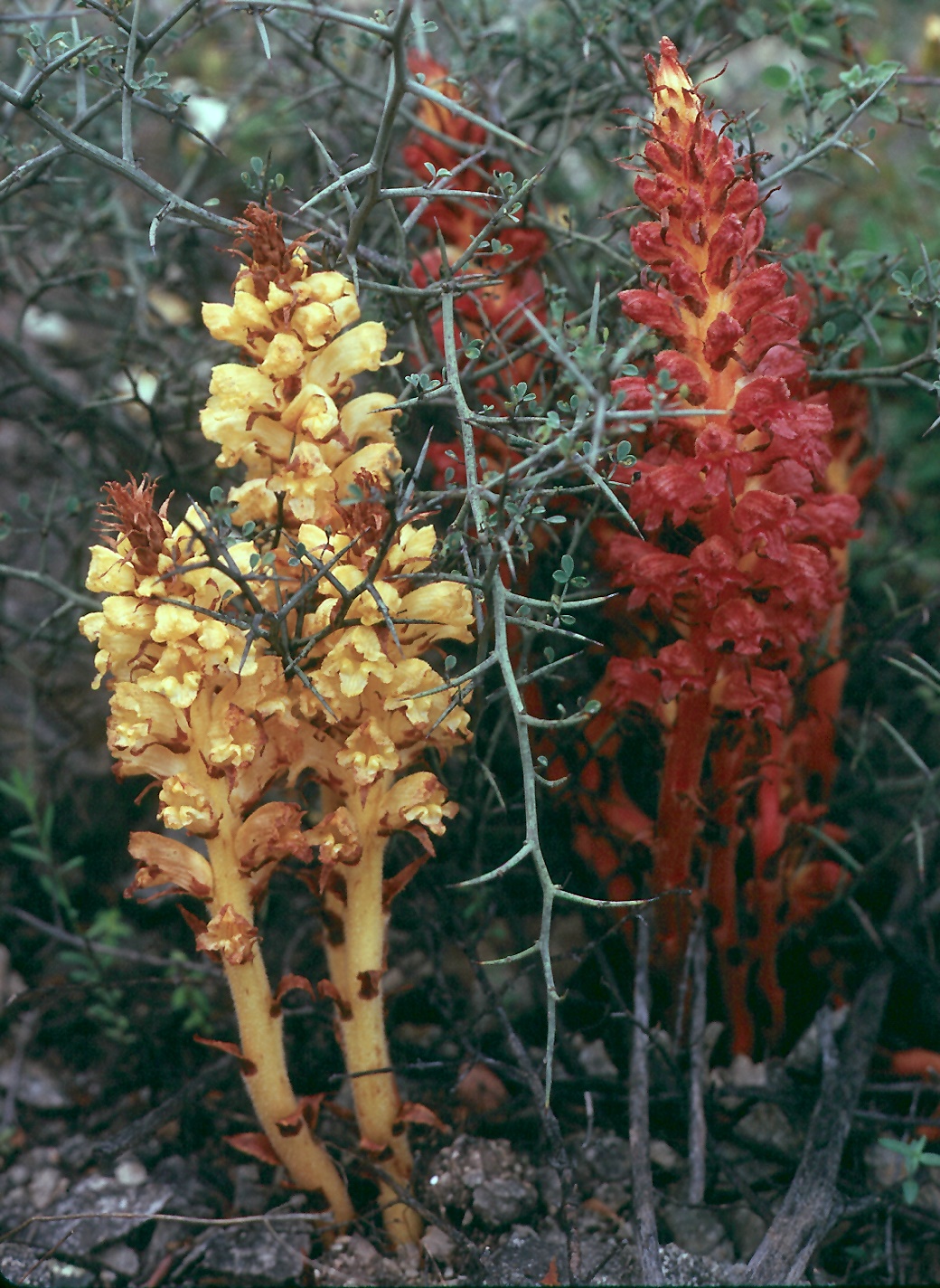 Orobanche variegata