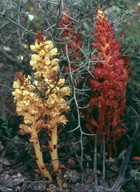 Orobanche variegata