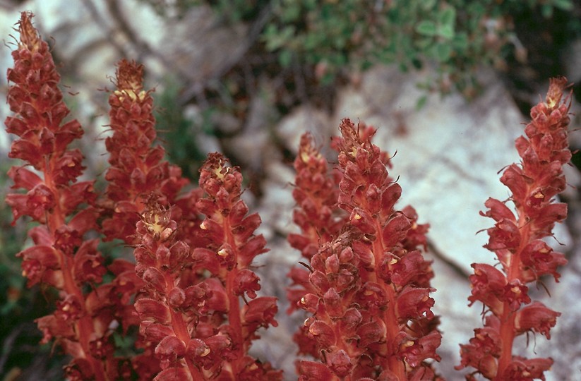 Orobanche variegata