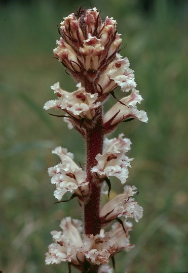 Orobanche crenata?