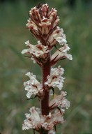 Orobanche crenata?