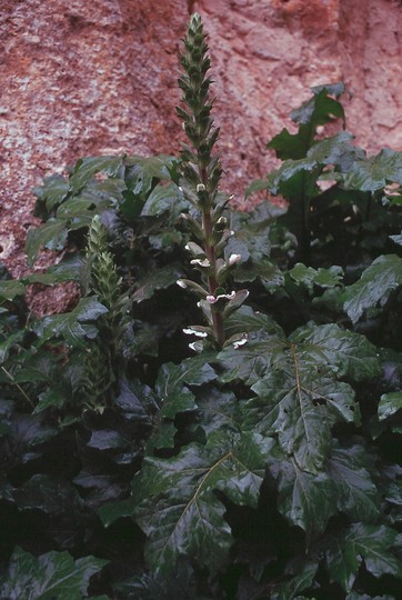 Acanthus mollis