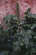 Acanthus mollis