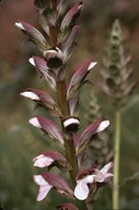 Acanthus mollis