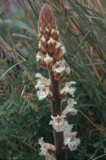 Orobanche crenata?