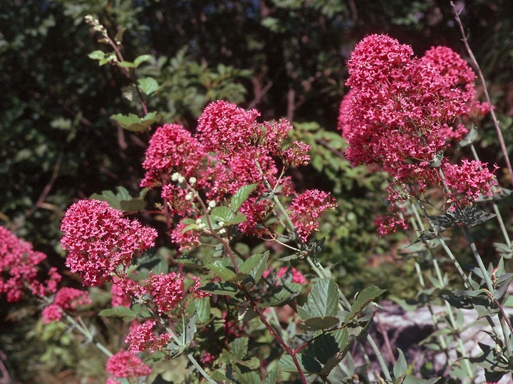 Centranthus ruber