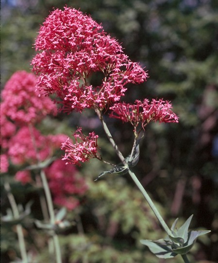 Centranthus ruber