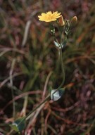 Blackstonia perfoliata