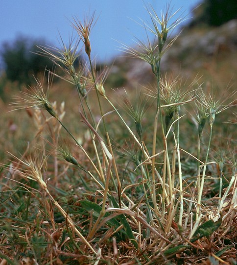 Aegilops ovata