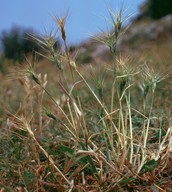 Aegilops ovata