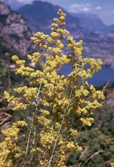 Galium verum