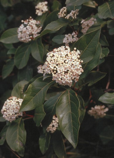 Viburnum tinus