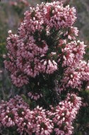 Erica multiflora