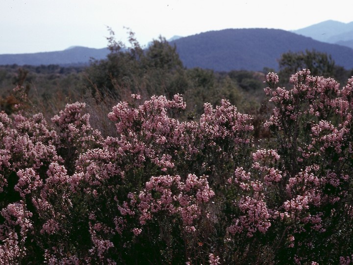 Erica multiflora