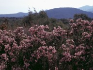 Erica multiflora