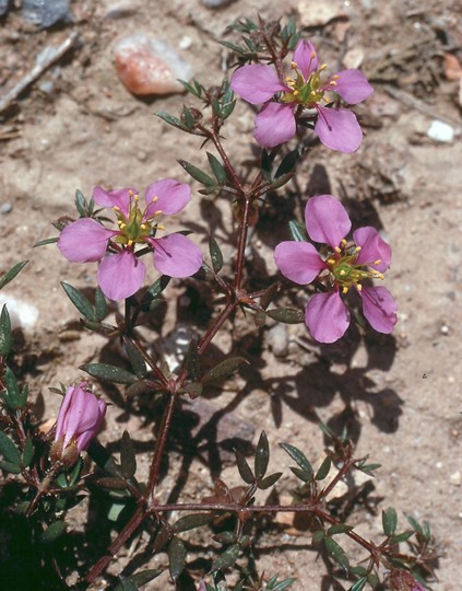 Fagonia cretica