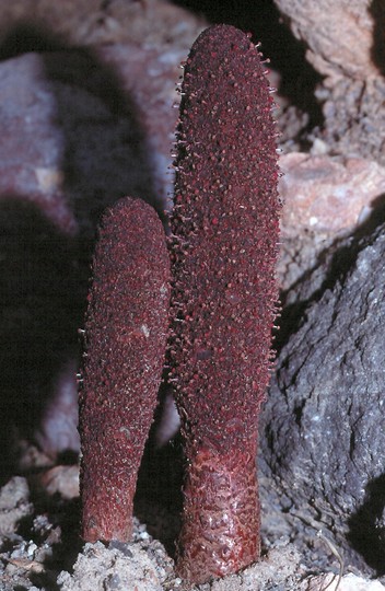 Cynomorium coccineum