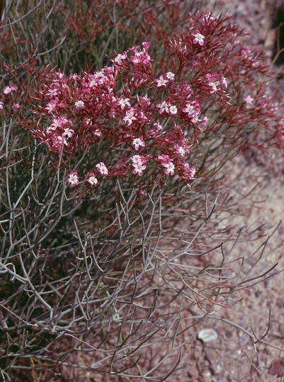 Limonium insigne