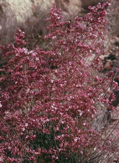 Limonium insigne