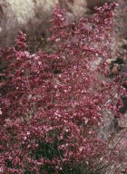 Limonium insigne