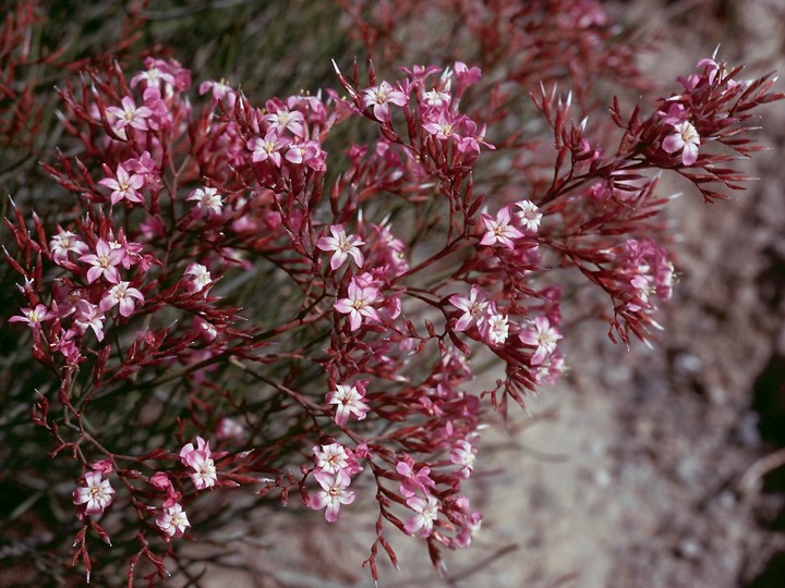 Limonium insigne