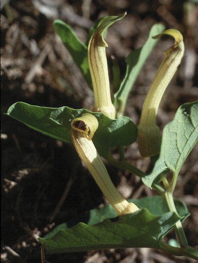 Aristolochia longa?