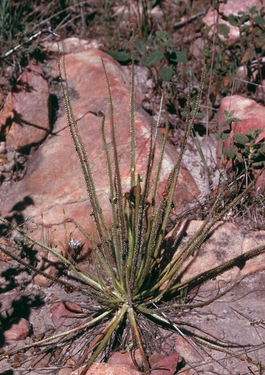 Drosophyllum lusitanicum