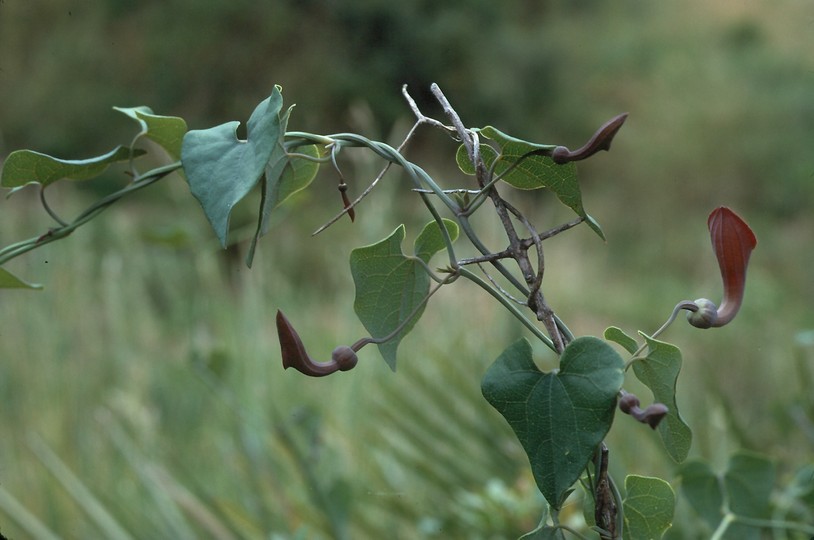 Aristolochia baetica