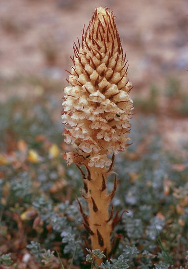 Orobanche densiflora