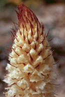 Orobanche densiflora