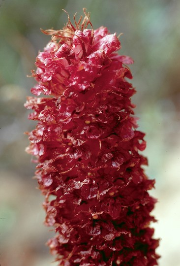 Orobanche densiflora var. tarifae