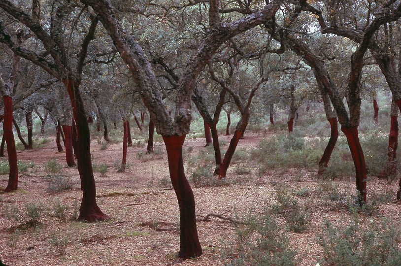 Quercus suber