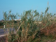 Arundo donax