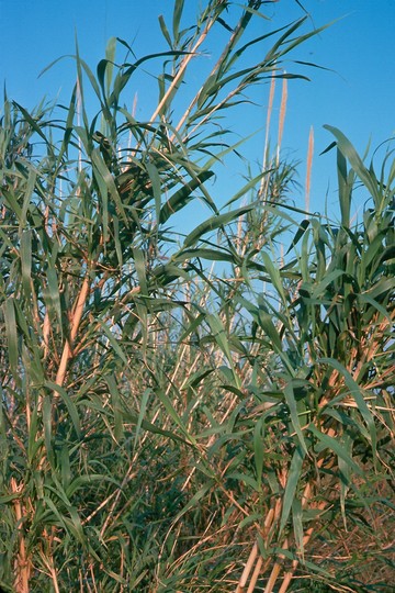 Arundo donax