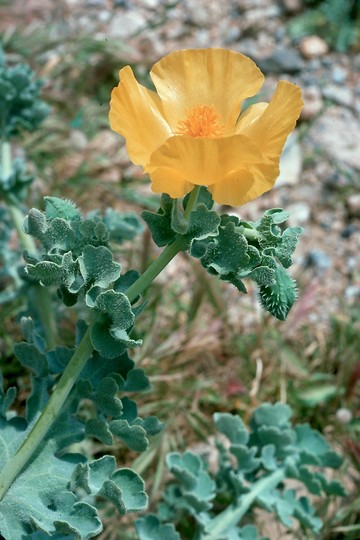 Glaucium flavum