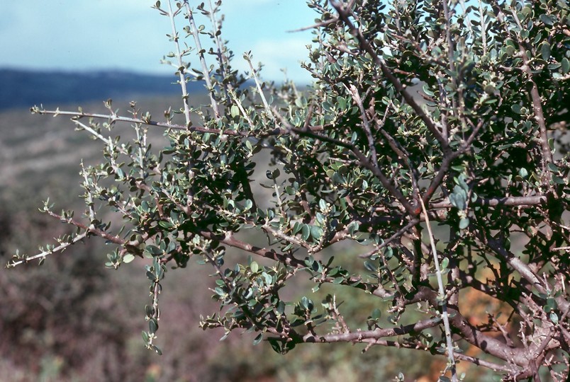 Olea europaea ssp. oleaster