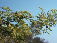 Paliurus spina-christi