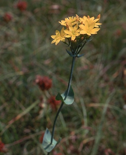 Blackstonia perfoliata