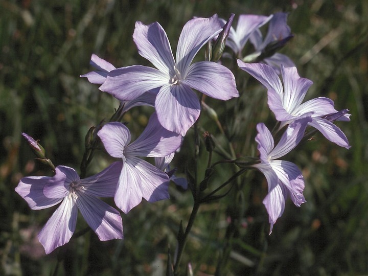 Linum narbonense