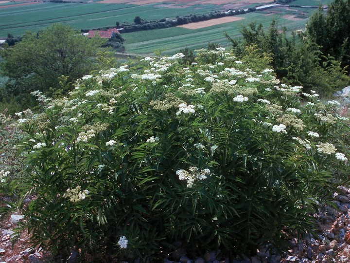 Sambucus ebulus